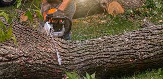 Best Firewood Processing and Delivery  in Shallotte, NC