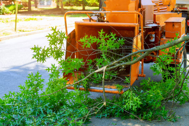 Best Arborist Consultation Services  in Shallotte, NC