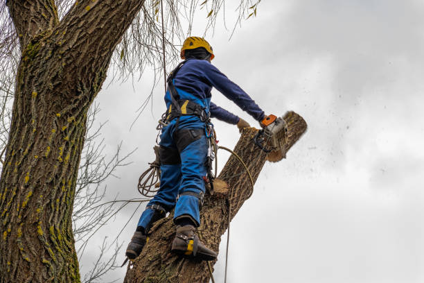 Best Commercial Tree Services  in Shallotte, NC