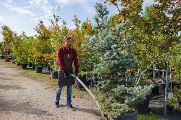 Best Root Management and Removal  in Shallotte, NC