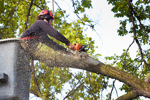 Best Stump Grinding and Removal  in Shallotte, NC