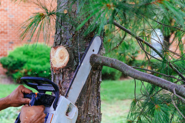 Trusted Shallotte, NC Tree Removal Experts